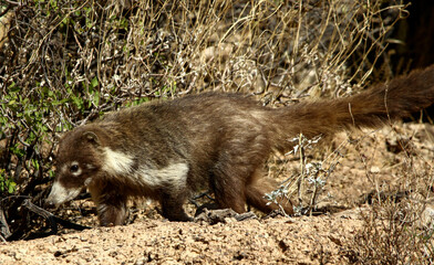 Coatimundi 