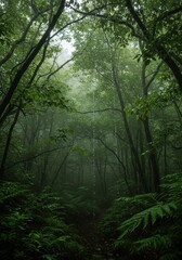 Obraz premium Dense canopy drips with accumulated dew, creating a mysterious, humid atmosphere in this lush, primeval moisture forest environment ,flora ,mist ,condensation