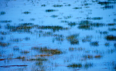 An abstract natural texture of reeds and plants in a calm blue lake with beautiful reflections on the water's surface