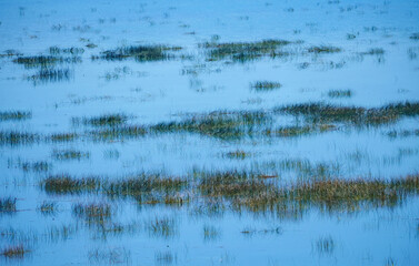 A beautiful and serene landscape of a wetland area with reeds growing in the calm blue water of a lake creating a peaceful background