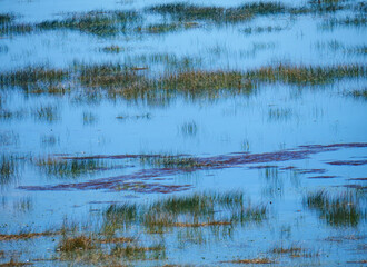 A colorful and abstract texture of water plants and reeds in a calm lake with the blue water reflecting the sky