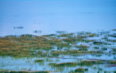 A serene landscape of a calm lake with patches of green reeds and their reflections on the beautiful blue water