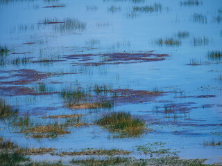 A tranquil landscape of a beautiful calm lake with various types of water plants and reeds growing in the blue water