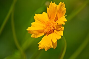 Closeup of a vivid Desert Marigold, Baileya multiradiata. Arizona.