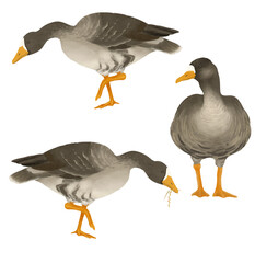 マガモのイラスト素材　ベクター