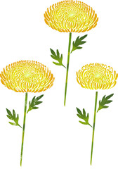 黄色い菊のイラスト素材