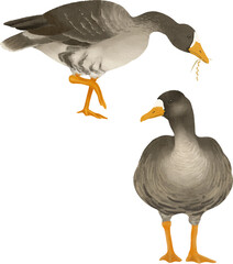 マガモのイラスト素材　