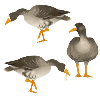 マガモのイラスト素材　ベクター