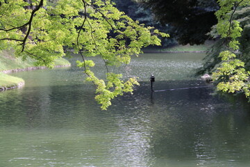 小石川後楽園。水戸徳川家の上屋敷の回遊式築山泉水庭園。琵琶湖を模した大泉水 。