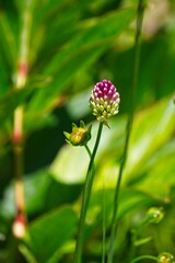 Closeup of a wild onion, Allium dregeanum. showing the onion in bloom. Arizona.