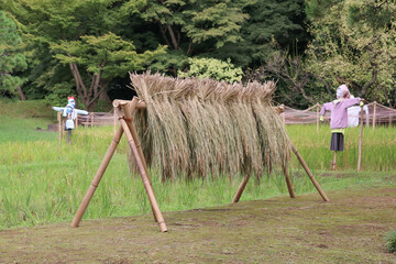 小石川後楽園。水戸徳川家の上屋敷の回遊式築山泉水庭園。稲刈り後の水田。刈り獲った稲を天日干しにしている。