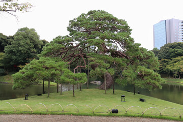 小石川後楽園。水戸徳川家の上屋敷の回遊式築山泉水庭園。近江大津の唐崎の一本松を模した一本松 .

