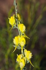 Closeup of a yellow broomleaf toadflax, Linaria genistifolia, in Arizona.