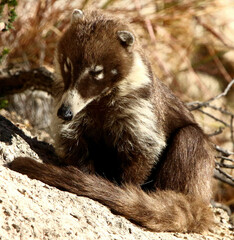 Sleepy Coatimundi 