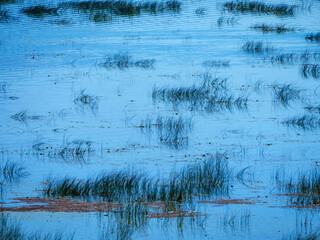 A beautiful landscape of a calm lake filled with reeds and their reflections on the clear blue water a peaceful wetland scene