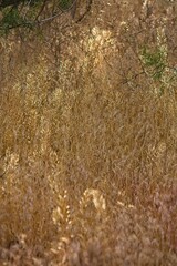 Closeup of a field of light brown, dry leaves on a windy day. Arizona.