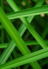 Obraz premium Lush verdant display of intersecting green tones creating an attractive, calming, and naturally focused backdrop ,palette ,foliage ,emerald