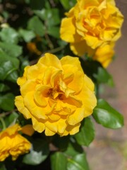 Yellow Rose