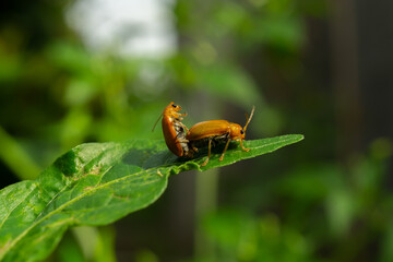 Orange Leaf Beetles Mating on Green Chili Leaf – Insect Behavior Concept in Nature Macro Photography