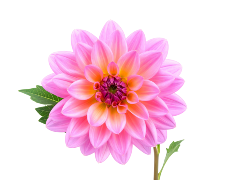 Pink dahlia with layered petals, light gradient at center, on a black background, with a single green leaf