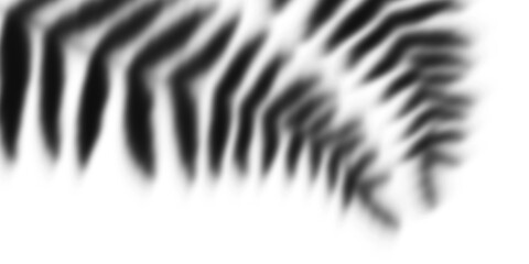 Abstract zebra pattern with black and white stripes isolated on transparent background
