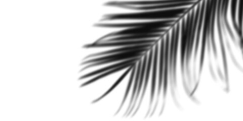 Palm leaf shadow overlay isolated on transparent background for mockup and backdrop