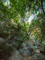 A beautiful and lush green forest inside a rocky canyon with trees growing among the large stones and boulders