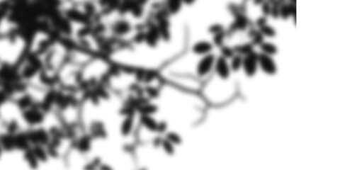 Tree branch shadow overlay isolated on transparent background for mockup and backdrop