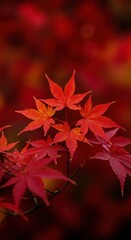 Fototapeta premium Vibrant, saturated red and gold maple leaves burst forth, signaling the peak intensity and dramatic close of the autumn season ,colorful ,dramatic ,fall