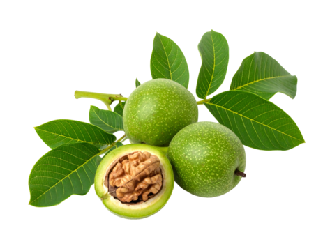 Three green walnuts, one cut open, with leafy stems against a plain black background
