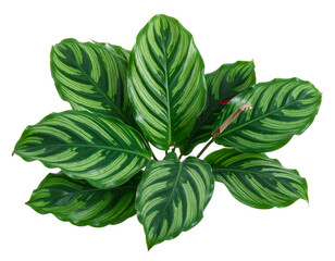 Overhead shot Calathea plant with bold green stripes, isolated against a black background
