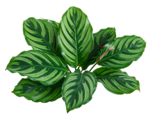 Overhead shot Calathea plant with bold green stripes, isolated against a black background