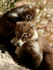 Coatimundi Family