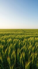Fototapeta premium Wide scenic view of an expansive green agricultural field stretching toward the horizon under a clear bright sky, offering ample copy space ,copy space ,green ,vast