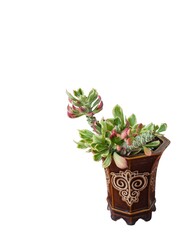 Tropical Succulent Plant Isolated for Interior Design
