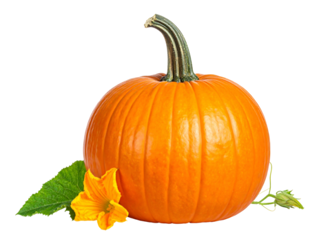 Ripe pumpkin with green leaf and vibrant yellow bloom, isolated on a dark background