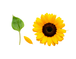 Sunflower with leaf. Bright yellow petals surround a dark center. Isolated against a stark black background