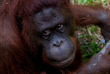 portrait of orangutan in the morning