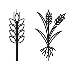 Fototapeta premium Wheat ear and wheat plant with roots, agricultural crops for bread and food production