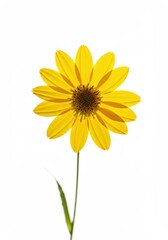 Naklejka premium Leuchtende gelbe Sonnenblume isoliert auf makellosem wei?en Hintergrund, zeigt hellen Sommer und Naturdetail ,decoration ,Sonnenblume ,pure