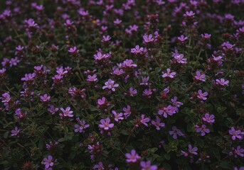 Fototapeta premium Tiny vibrant purple wildflowers clustered together in a dense patch, highlighting the beauty and tenacity of invasive garden plants ,wild ,flower ,macro