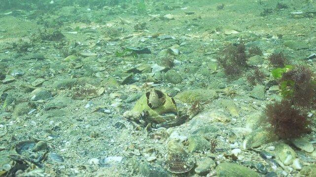 Tentacled blenny (Parablennius tentacularis) sits inside big seashell of Veined rapa whelk (Rapana venosa) protects their housing, during mating season. Underwater scene