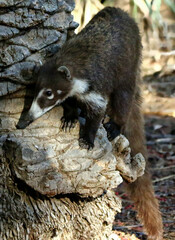 Coatimundi 