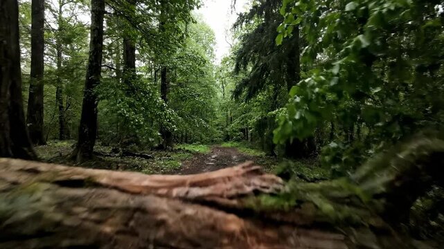 Aerial drone shot revealing a large, weathered tree branch recently fallen across a secluded forest path after a storm environment, drone, isolated