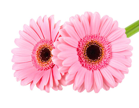 Two pink gerbera daisies are isolated against a black background, with a green leaf partially visible
