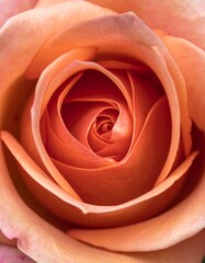 Close-up of a blooming rose, showcasing layered, peach-colored petals