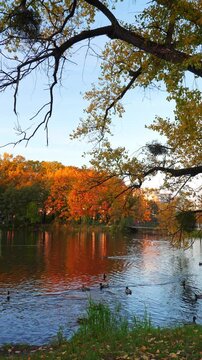Wild ducks swimming in autumn park in lake. Fall nature. Vertical footage
