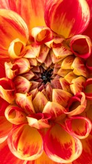 Close-up of a vibrant flower's intricate petals in shades of red and yellow
