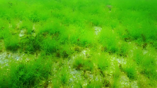 Camera moving forwards above sandy bottom covered with swaying green algae of Goutweed Ulva with sun glare. Underwater scene of shallows in sunny day, close-up