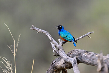 Superb Starling aka Lamprotornis superbus singing from a branch